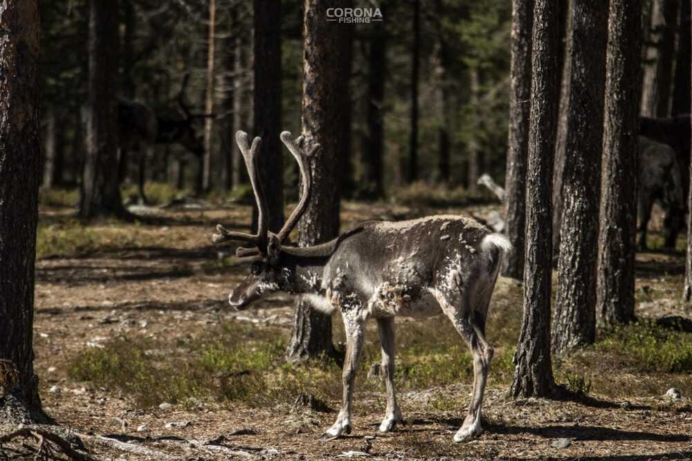 wędkarstwo skandynawia